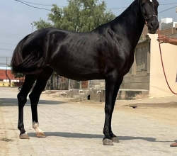 Horse For Sale